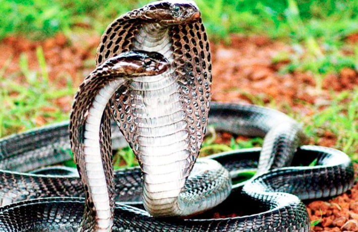 Nằm mơ thấy 3 con rắn đánh lô đề con gì thắng đậm? – Giải mã giấc mơ và con số may mắn từ Kubet Ku Casino