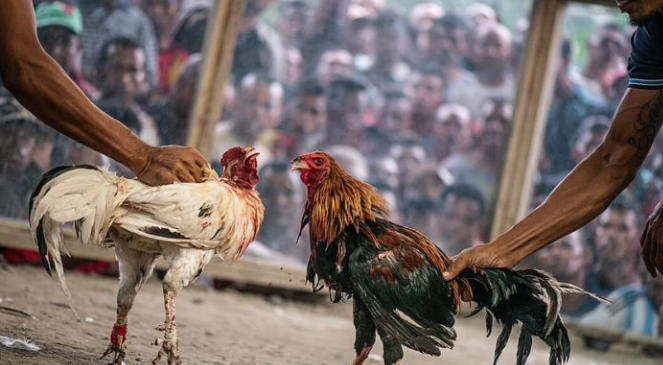 Sảnh Chơi Đá Gà S128: Hình Ảnh Hấp Dẫn, Trận Đấu Kịch Tính Ku bet